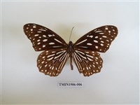 藏品(小紋青斑蝶)的圖片